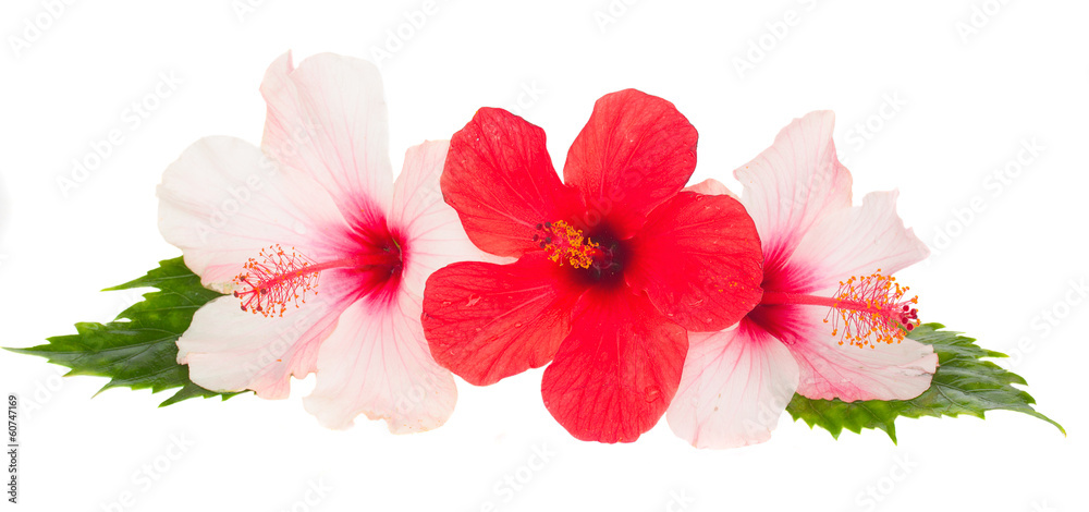 Obraz premium three hibiscus flowers