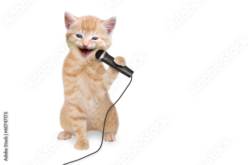 Katze Kätzchen singt in Mikrofon © Photo-SD
