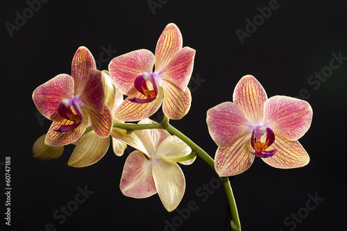 Colored cultivated orchid isolated over black background