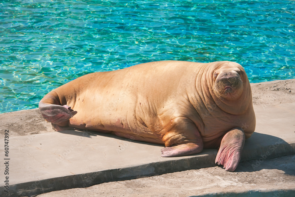 Fototapeta premium Walrus