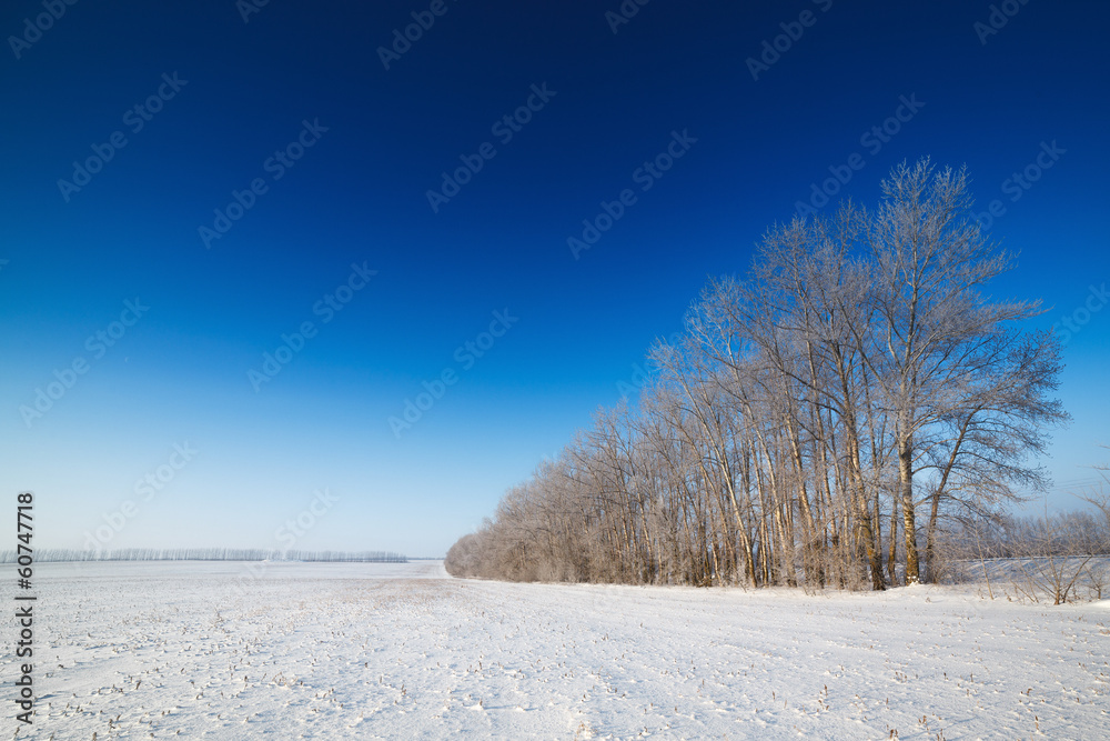 Trees covered with snow against the sky Trees covered with snow against the sky