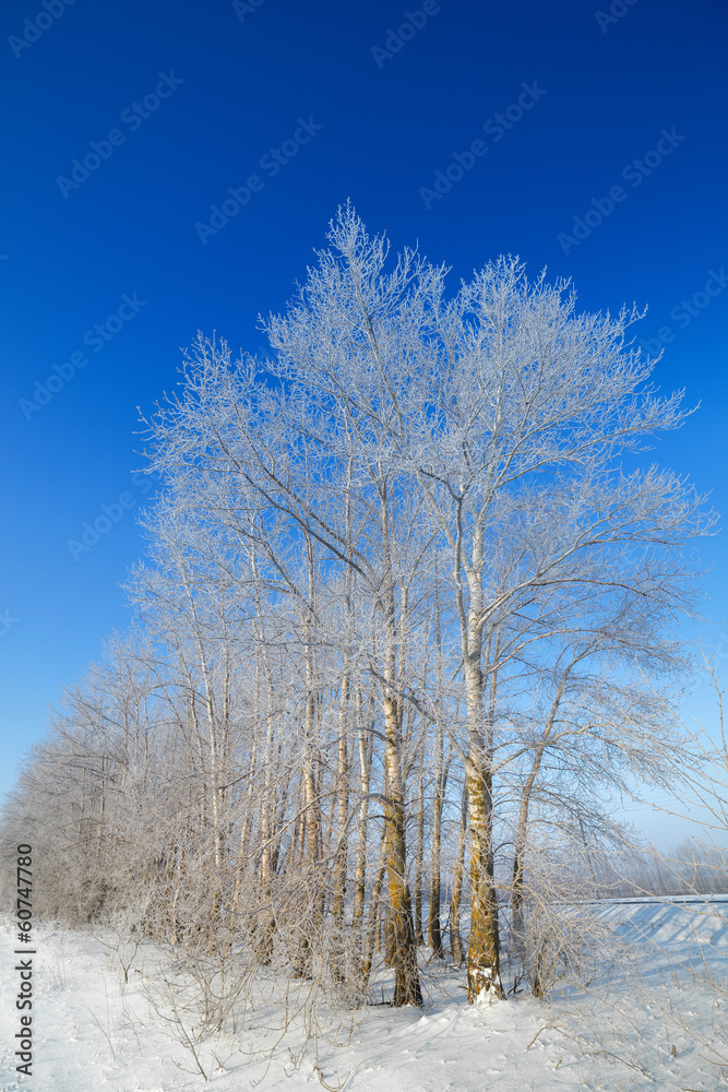 Trees covered with snow against the sky Trees covered with snow against the sky