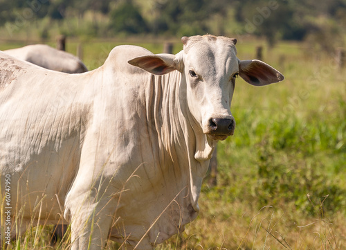 Gado Nelore, cattle