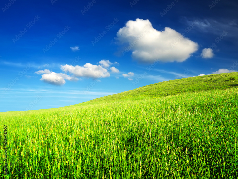 Field and cloudy sky. Natural summer landscape