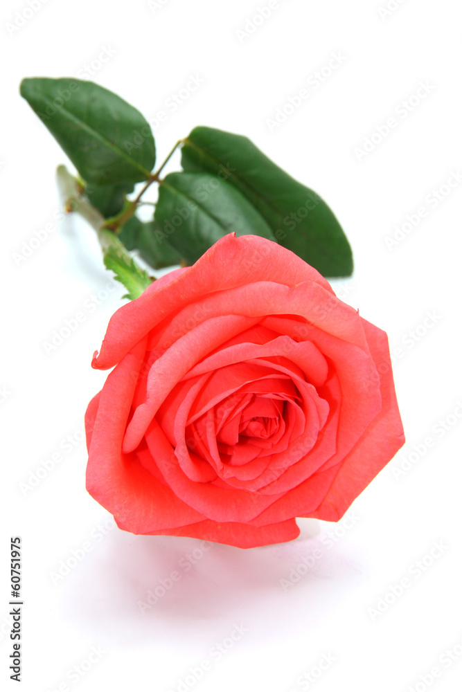 Fototapeta premium pink roses isolated on white background
