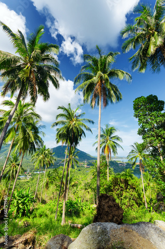 Wallpaper Mural Palm trees against blue sky Torontodigital.ca