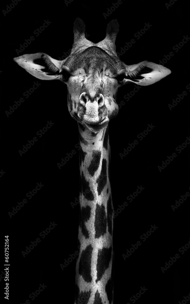 Obraz premium Żyrafa w czerni i bieli