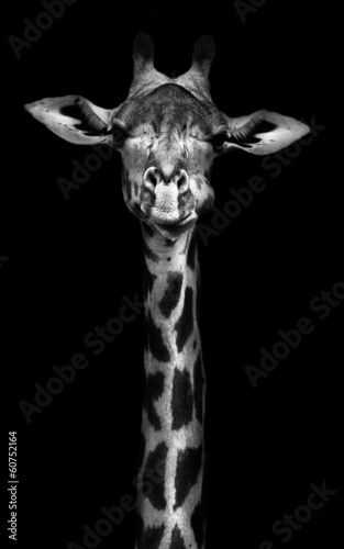 Giraffe in Black and White photo