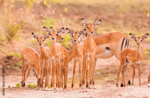 Herd of baby impala