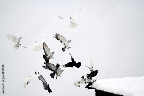 tame pigeons fly