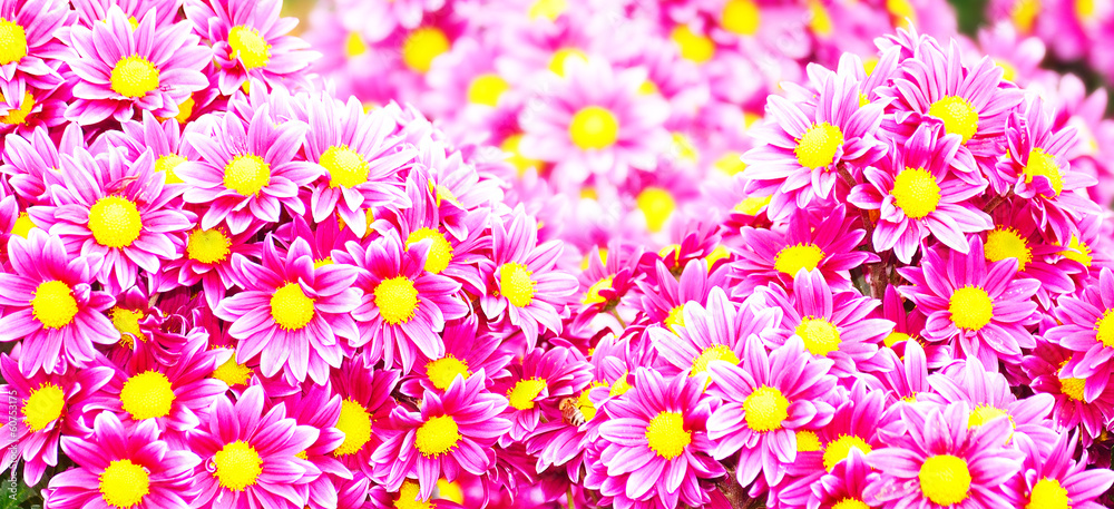background is pink chrysanthemums background is pink chrysanthemums