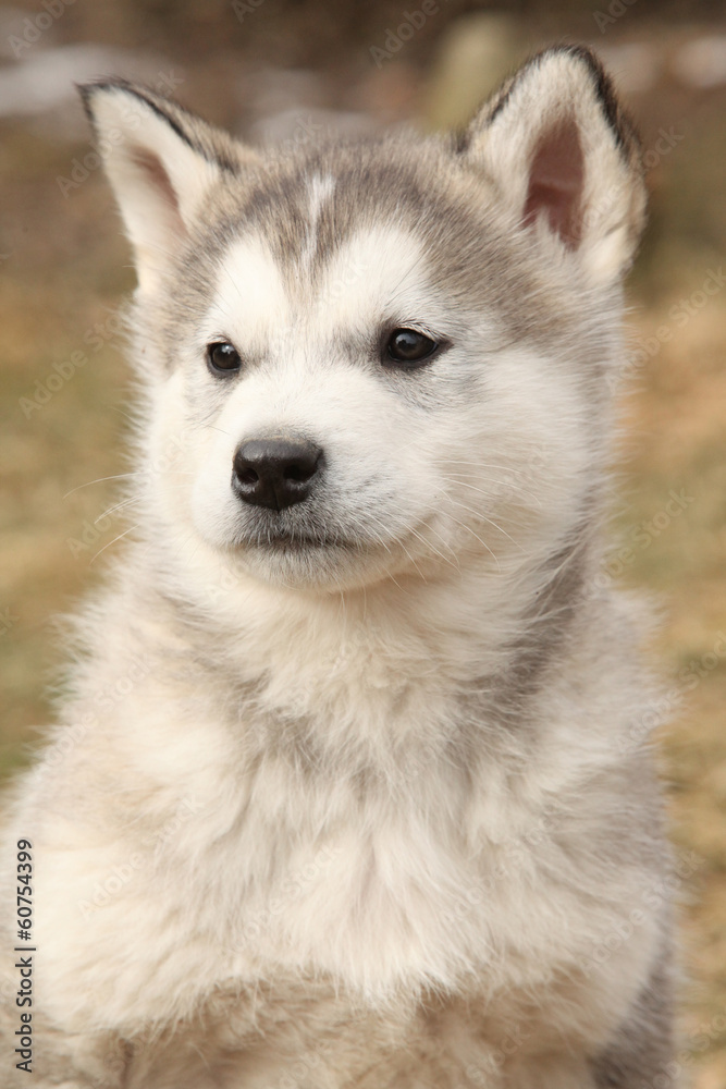 Portrait of Alaskan Malamute puppy