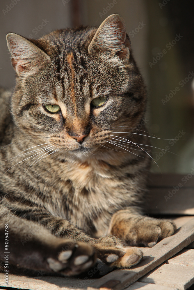 Beautiful cat lying and looking at you Beautiful cat lying and looking at you