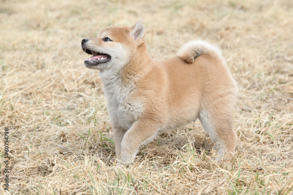 Amazing funny Shiba inu puppy Amazing funny Shiba inu puppy