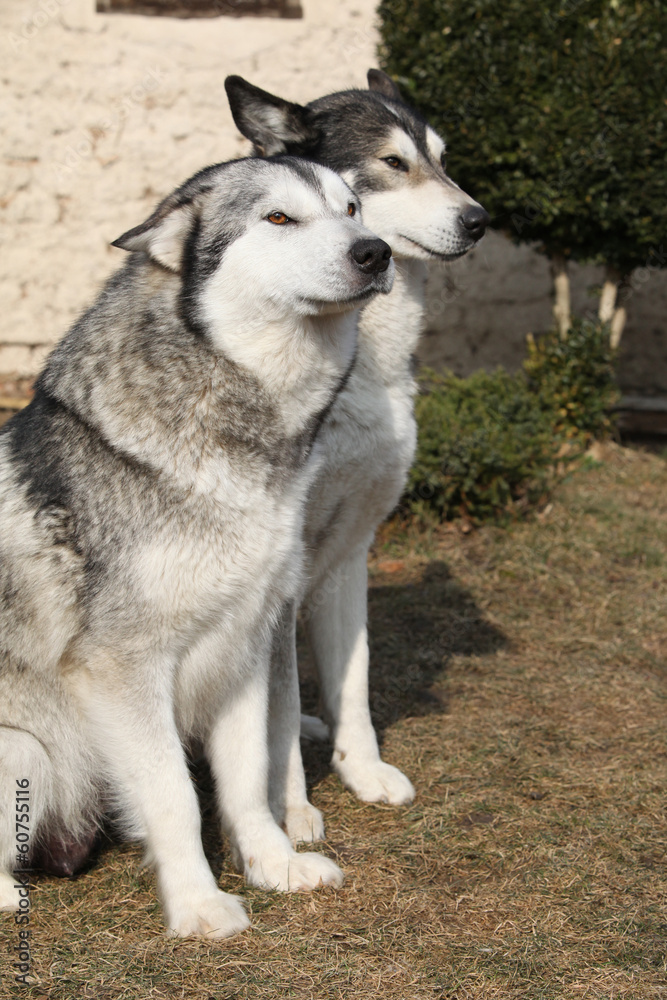 Gorgeous Alaskan Malamutes in the garden Gorgeous Alaskan Malamutes in the garden