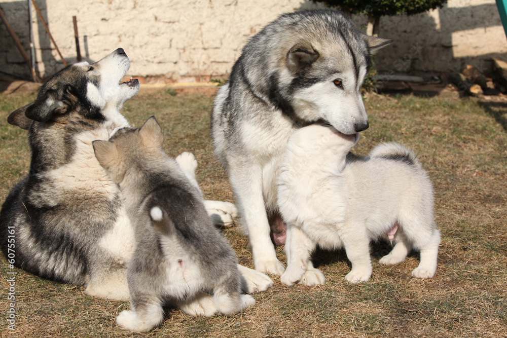 Alaskan malamute parents with puppies Alaskan malamute parents with puppies