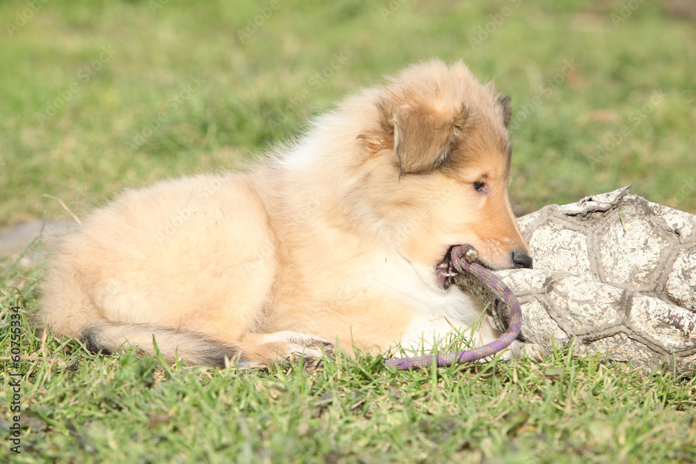 Amazing little puppy of Scotch collie lying Amazing little puppy of Scotch collie lying