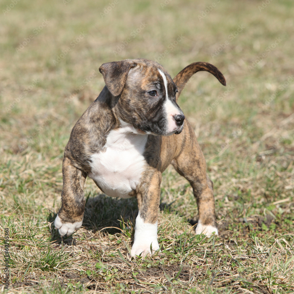 Amazing American Staffordshire Terrier puppy moving