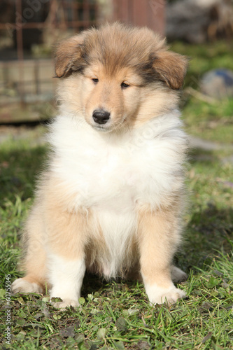 Adorable puppy of Scotch collie sitting in the garden