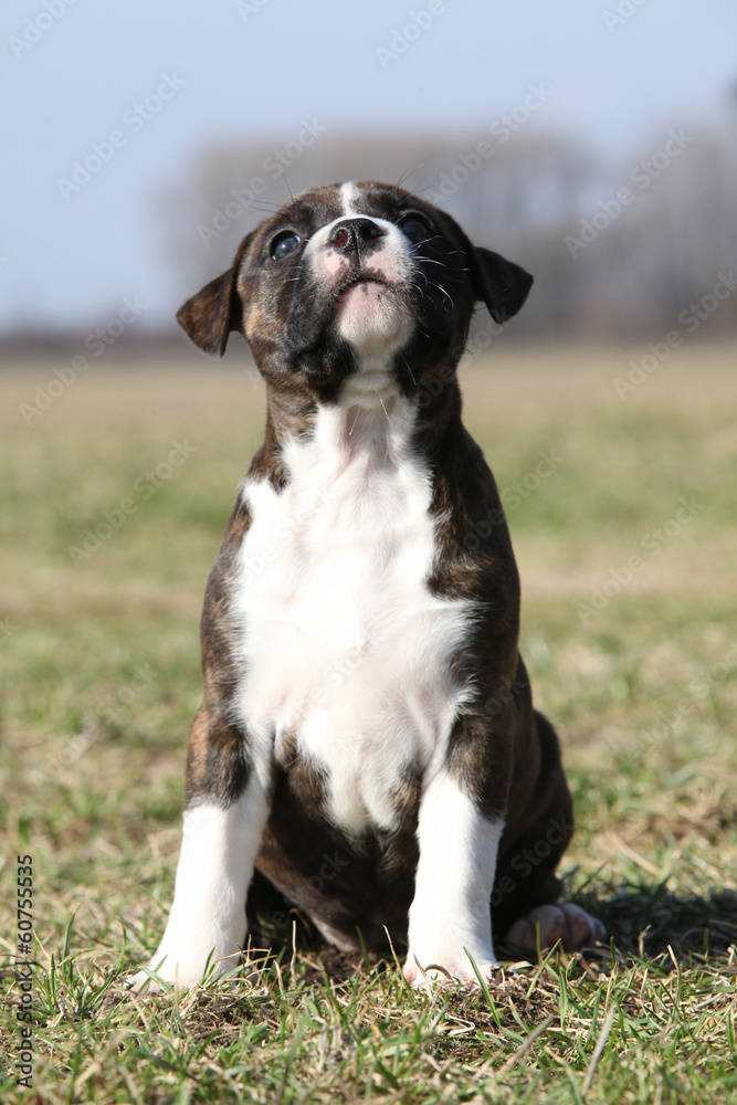 Beautiful little Stafford puppy sitting in the grass