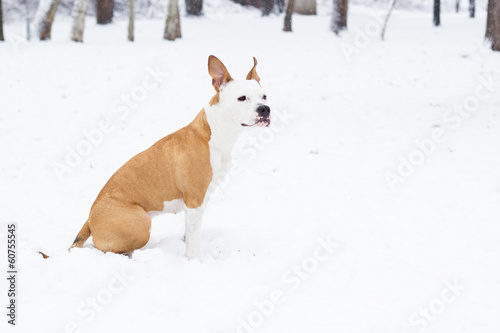 American Staffordshire Terrier sitting and looking who's coming