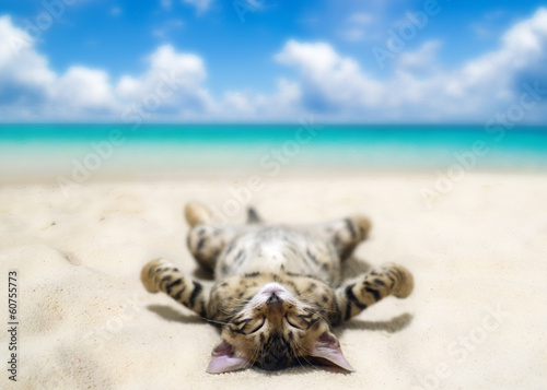 cat on beach