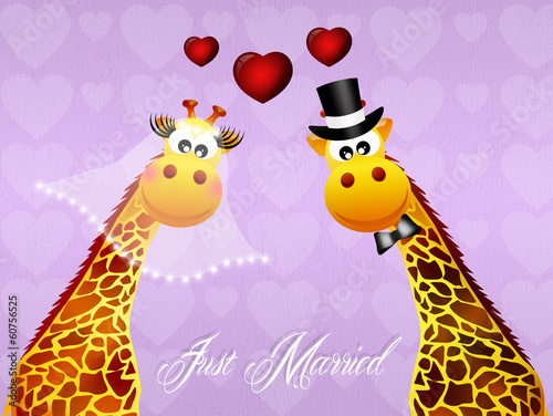 Wedding of giraffe