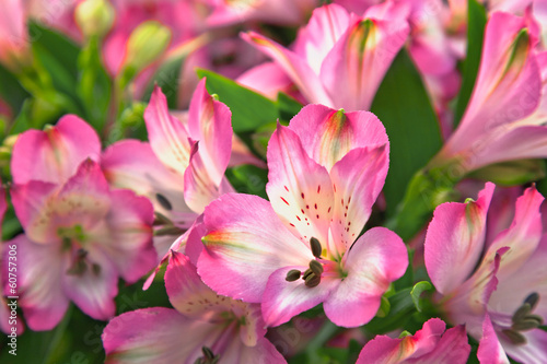 Bouquet of beautiful flowers.