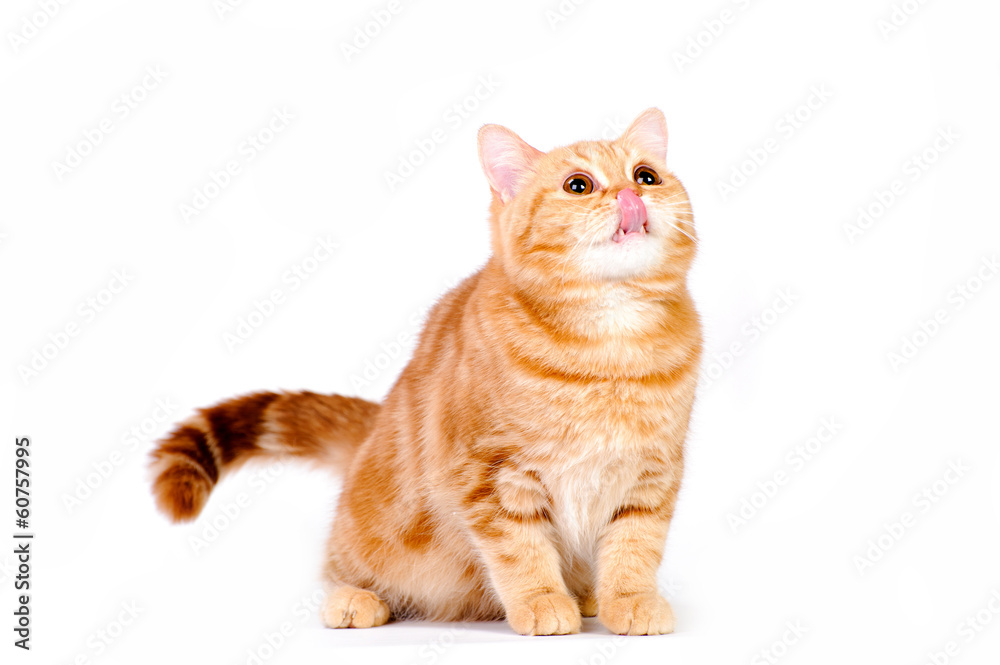 red british cat