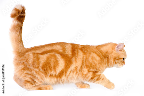 red british cat