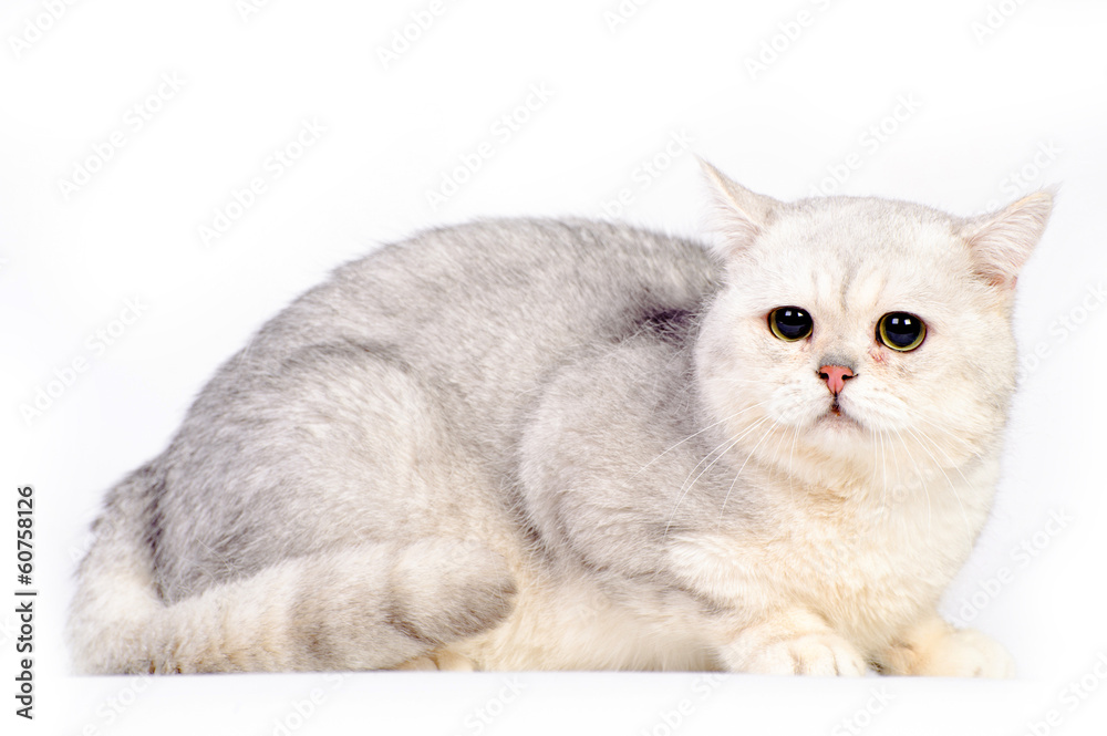 grey scottish cat