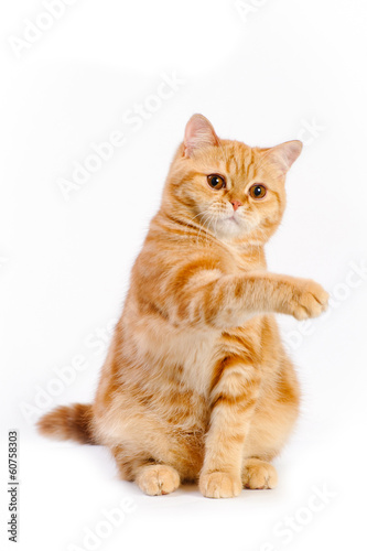 red british cat © Milissenta
