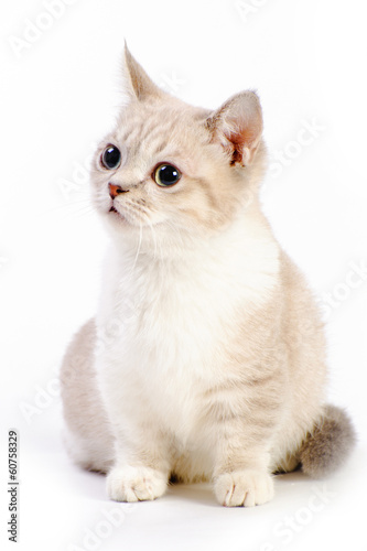 munchkin cat photo