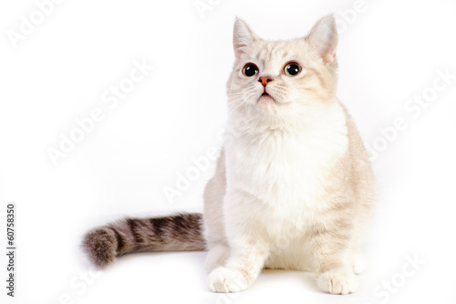 munchkin cat photo