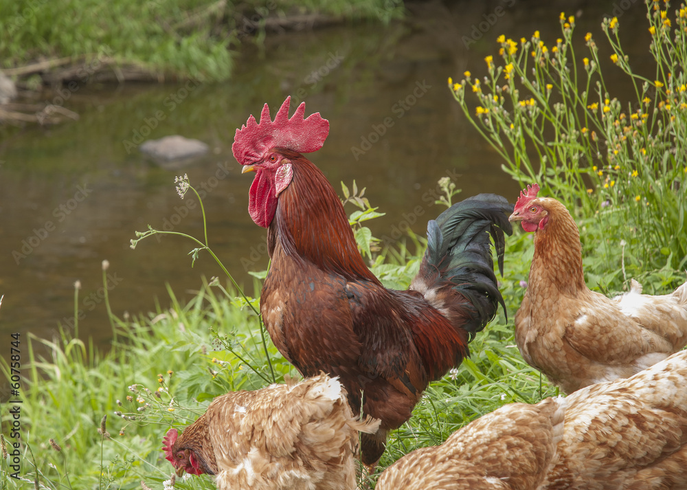 Fototapeta premium Poultry