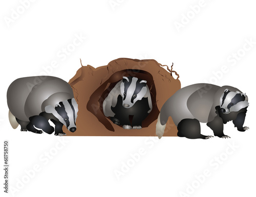 Badger