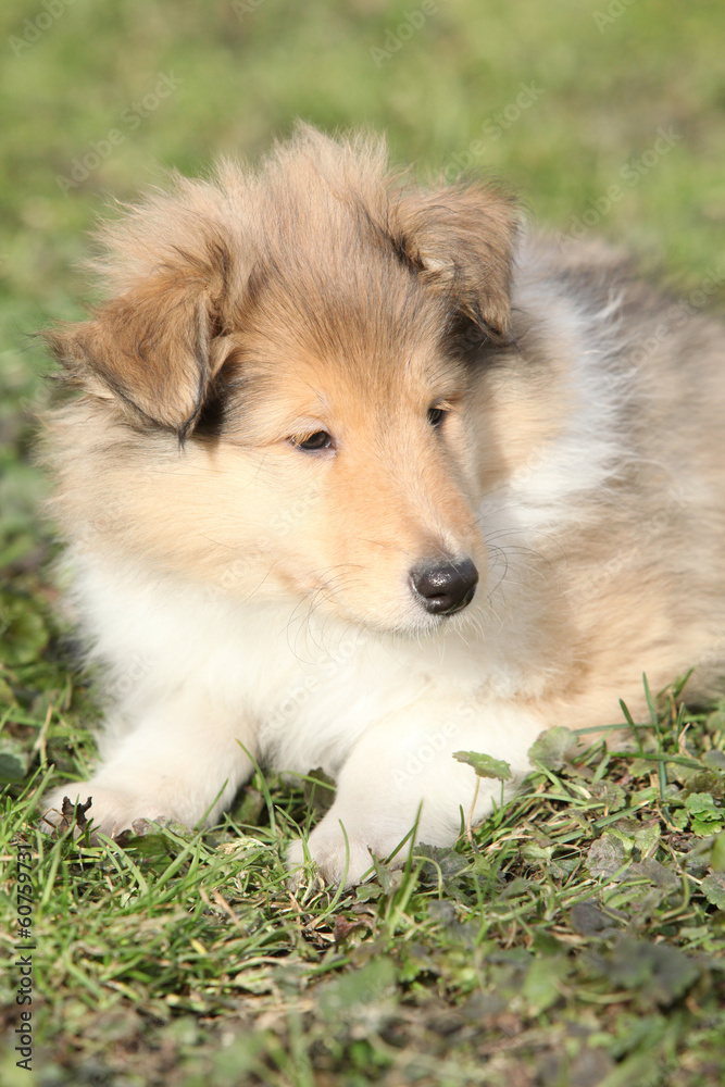 Amazing little puppy of Scotch collie lying Amazing little puppy of Scotch collie lying