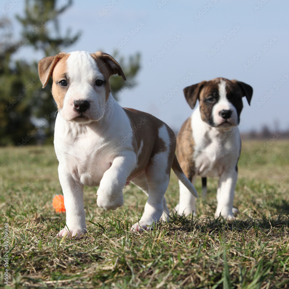 Two nice little puppies of American Staffordshire Terrier togeth