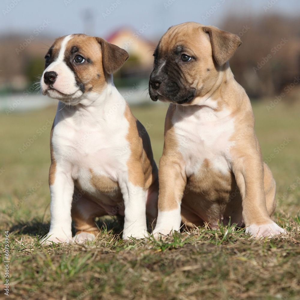 Two nice little puppies of American Staffordshire Terrier togeth
