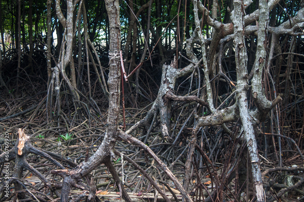 Mangrove roots at Railay, Krabi province, Thailand Mangrove roots at Railay, Krabi province, Thailand