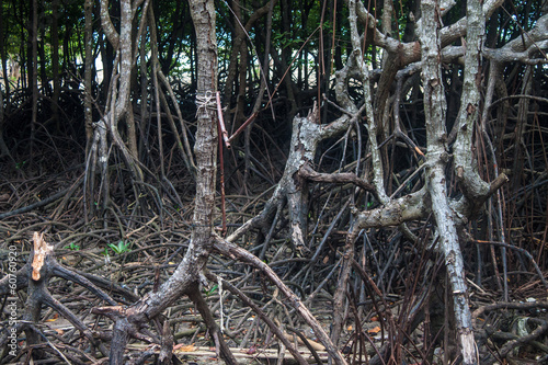 Mangrove roots at Railay, Krabi province, Thailand