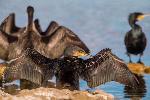 Cormorani photo