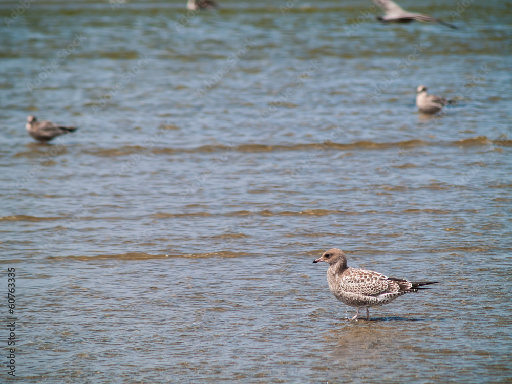 A Variety of Seabirds at the Seashore A Variety of Seabirds at the Seashore