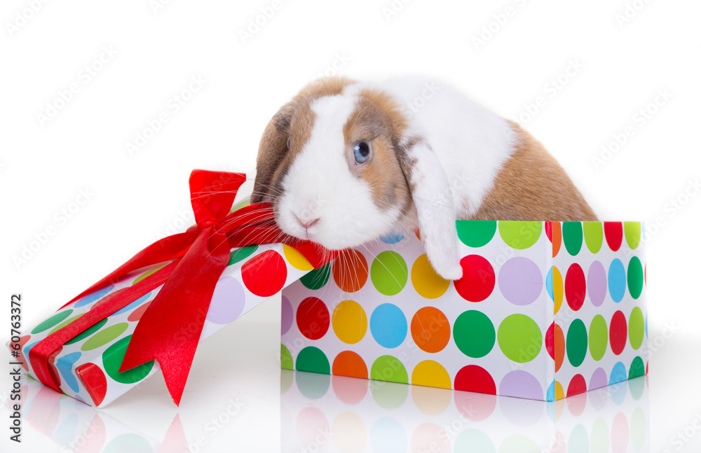 kaninchen als geschenk - obrazy, fototapety, plakaty 