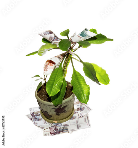 Money tree on a white background. photo