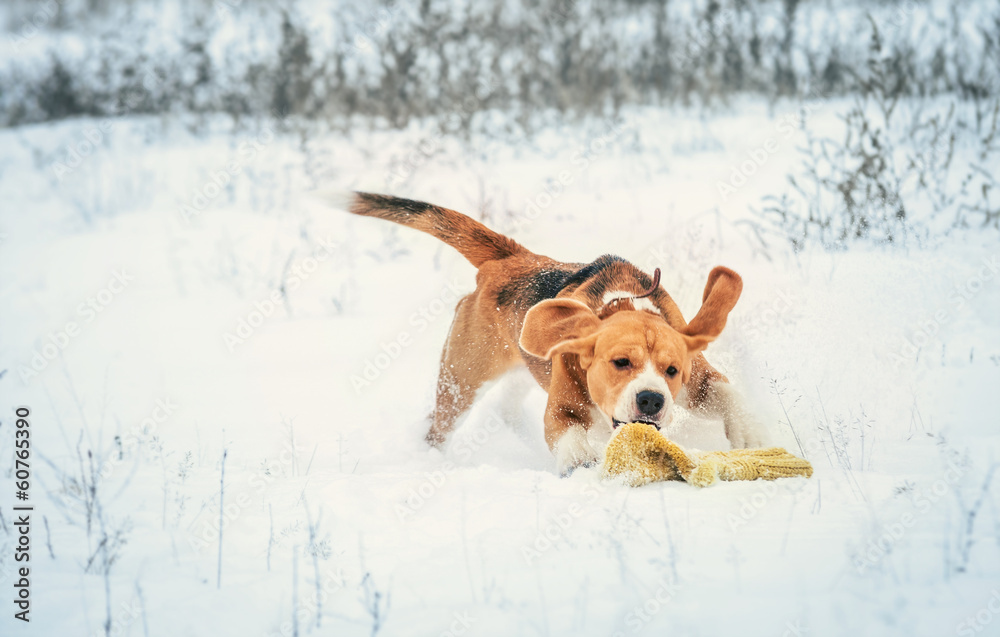 Young beagle on active winter walk Young beagle on active winter walk
