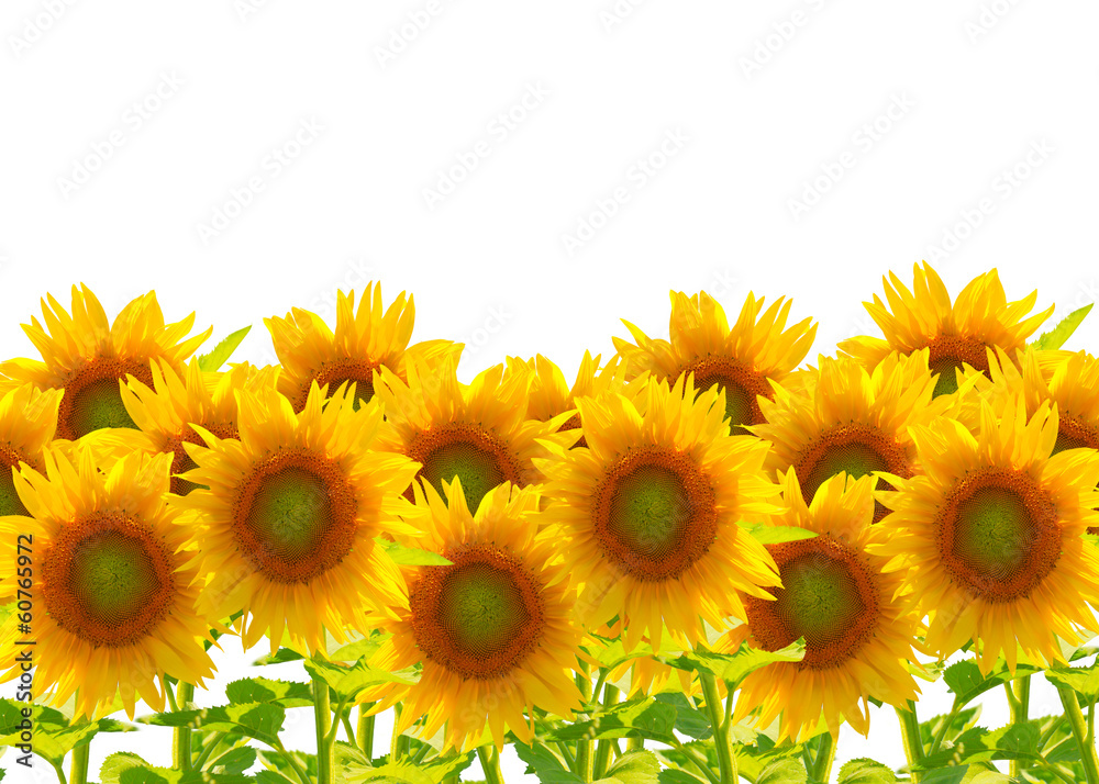 Sonnenblumen, isoliert auf weißem Hintergrund