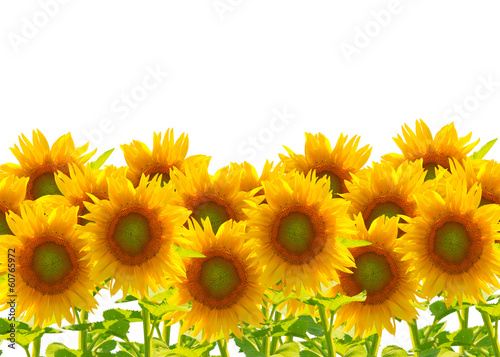 Sonnenblumen  isoliert auf wei  em Hintergrund