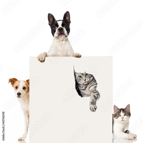 Fototapeta Naklejka Na Ścianę i Meble -  Zwei Hunde und zwei Katzen
