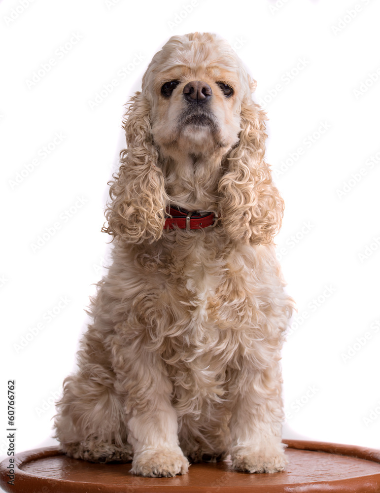 Beautiful american cocker spaniel Beautiful american cocker spaniel